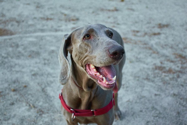 Weimaraner enjoying the sandy beach