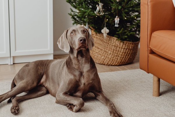 Weimaraner on Trazodone in front of a Christmas tree