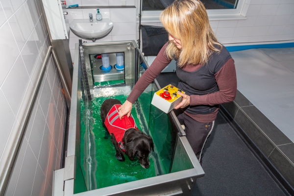 Dachshund swimming in an underwater treadmill, photo