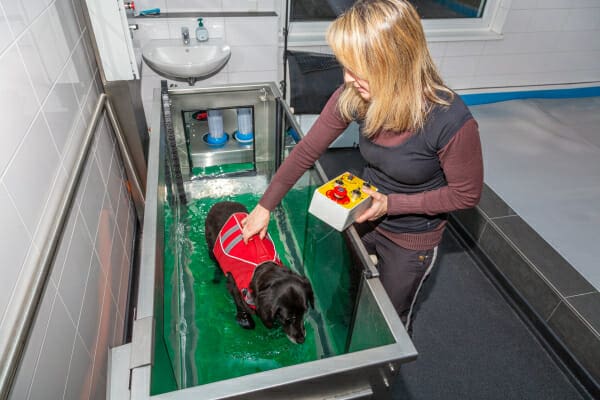 Dachshund dog using an underwater treadmill, photo