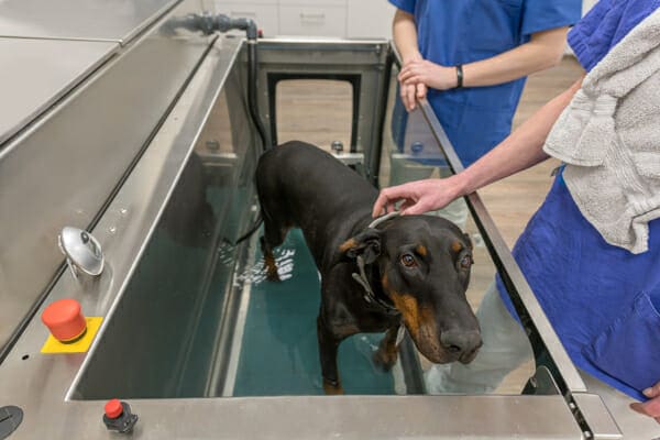 Doberman dog using an underwater treadmill, photo