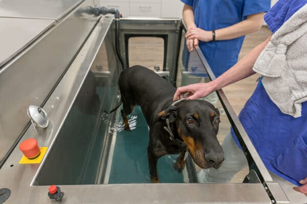 Underwater treadmill clearance for dogs