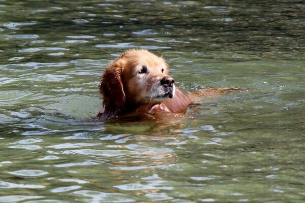 Senior Golden Retriever swimming in a lake, photo