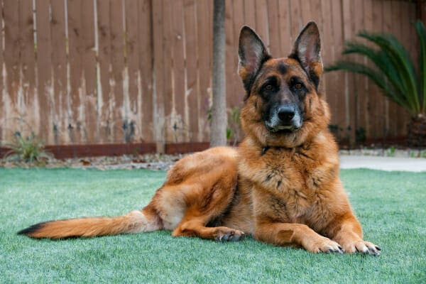 Senior German Shepherd lying down in the yard, photo