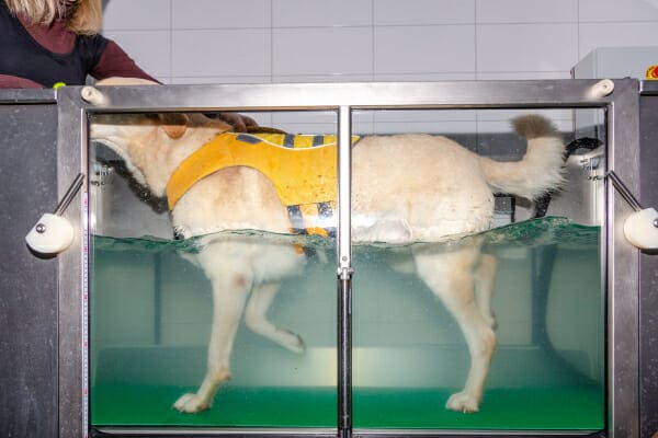 Yellow Labrador Retriever dog walking on an underwater treadmill, photo