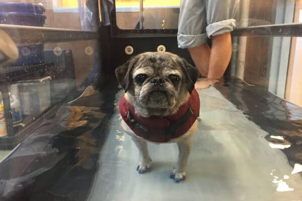 Dog Underwater Treadmill Therapy