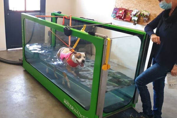 Spotted Pitbull mix walking on an underwater treadmill, photo