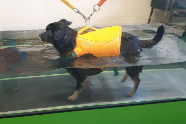 Small Pomeranian mix wearing a yellow life vest doing a session on the underwater treadmill, photo