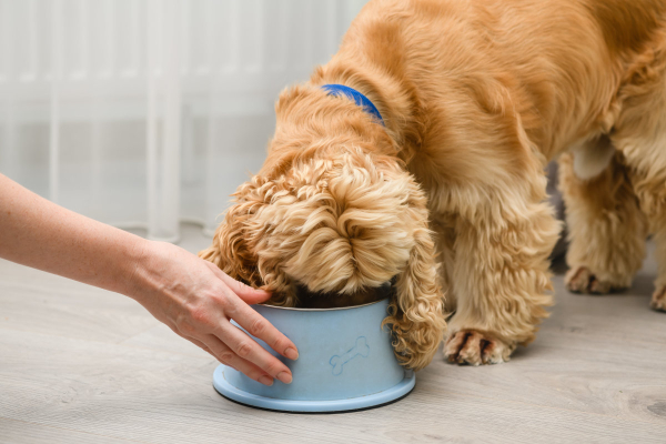 Dog eating a gruel to help with trigeminal neuritis