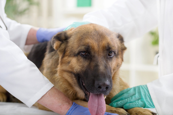 Dog with trigeminal neuritis being examined by a veterinarian