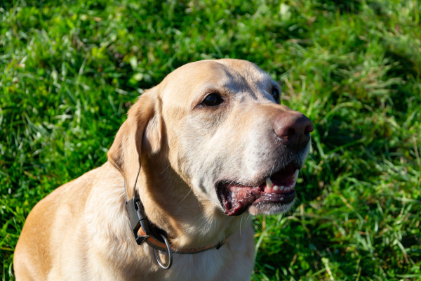 Dog with his mouth open from trigeminal neuritis