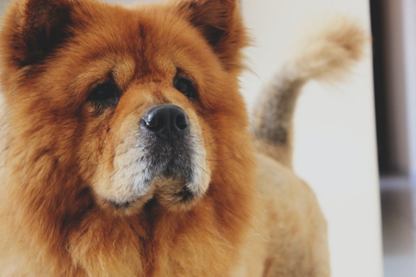 Chow Chow with hair loss on its tail, photo
