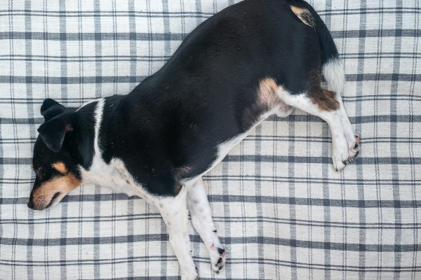 Corgi Mix lying down on a plaid sheet, photo