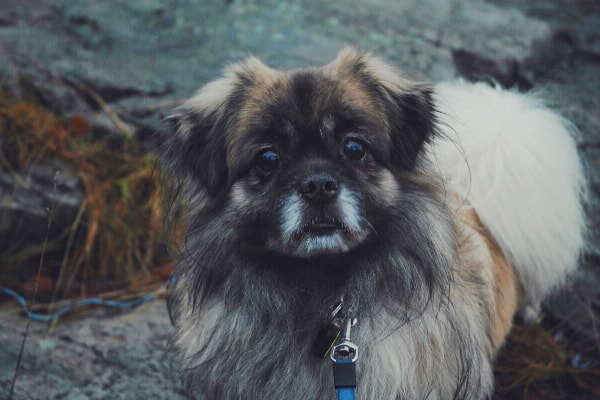 Pomeranian out for a walk on a trail, photo