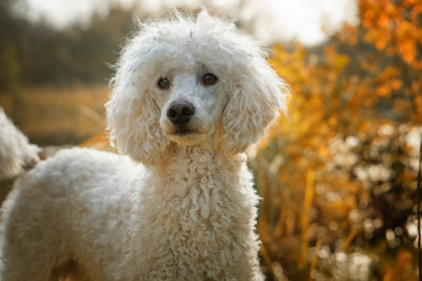 White Standard Poodle standing next to fall foilage, photo