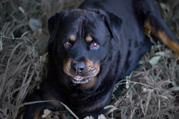 Rottweiler lying down in tall grass, photo