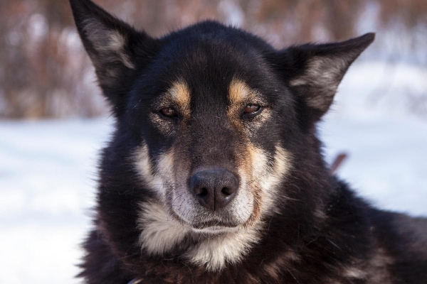 Malamute mix lying down in the snow, photo