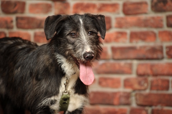 Terrier mix on a leash in front of a brick wall, photo