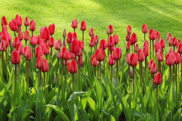 tulips toxic to dogs, photo