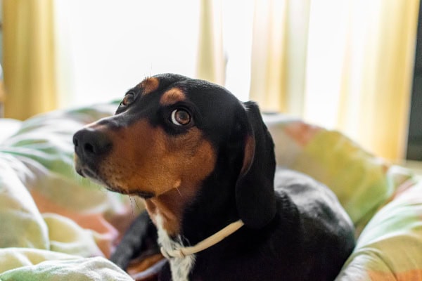 Dog with upset stomach laying on the bed