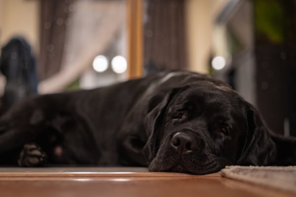 Dog with upset stomach laying on the floor