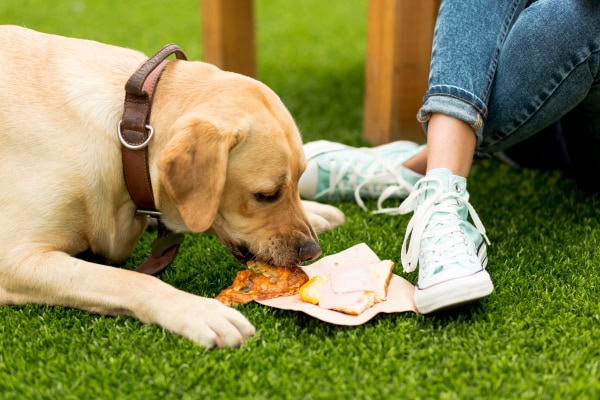 Dog eating an owner's pizza