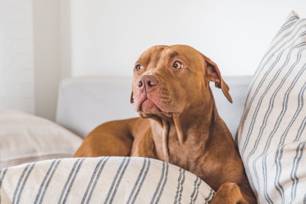 Dog with upset tummy looking worried on the couch