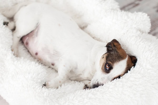Pregnant dog laying on a blanket