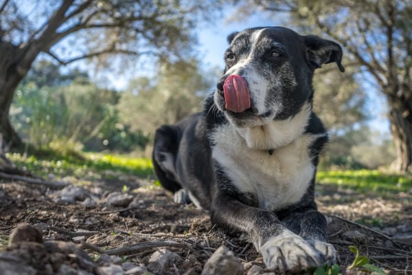 Senior dog, a dog who might benefit from UC-II, laying down outside
