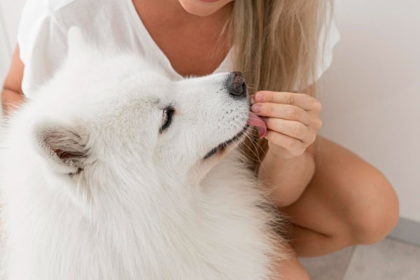 Owner giving her dog a pill, which is one form that undenatured type-II collegen for dogs comes in