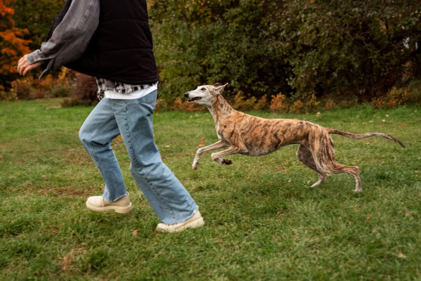 Older Greyound playing in the yard