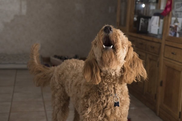 Dog barking from stress which can cause stomach ulcers