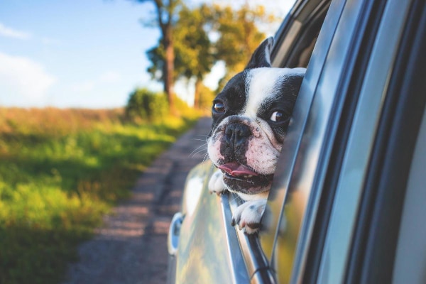 Boston Terrier dog with his head out the car window, an activity that increases the risk for getting something in the eye, photo