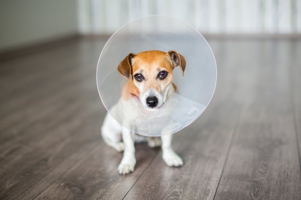 Terrier dog wearing an e-collar, photo