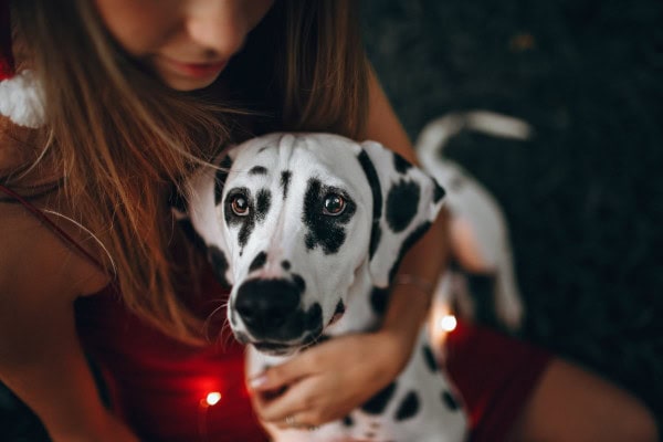 Owner holding her Dalmation who has had stomach ulcers