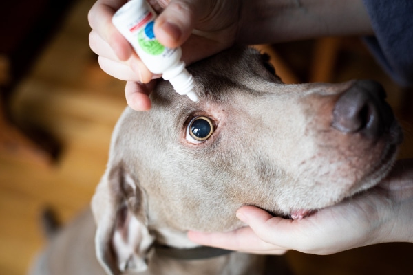 Weimaraner having an eye drop applied, photo