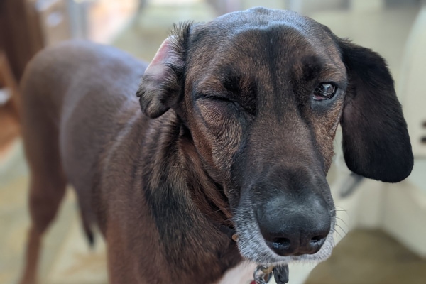 Hound mix with blepharospasm in one of his eyes, photo