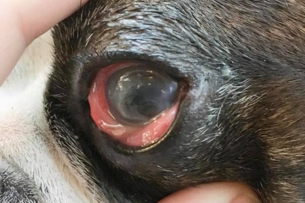 Corneal clearance scratch dog