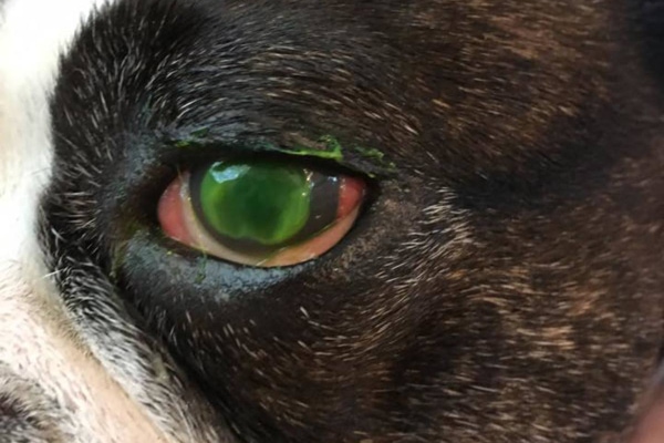 Dog's corneal ulcer that has been stained for diagnosis, photo