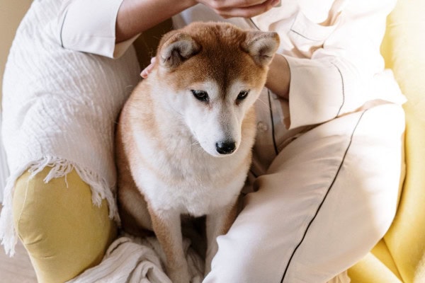 Dog with stomach ulcers sitting on owner's lap