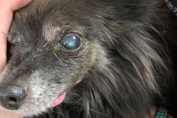 Pomeranian dog with a stained corneal ulcer, photo