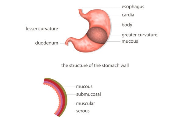 diagram showing the stomach anatomy