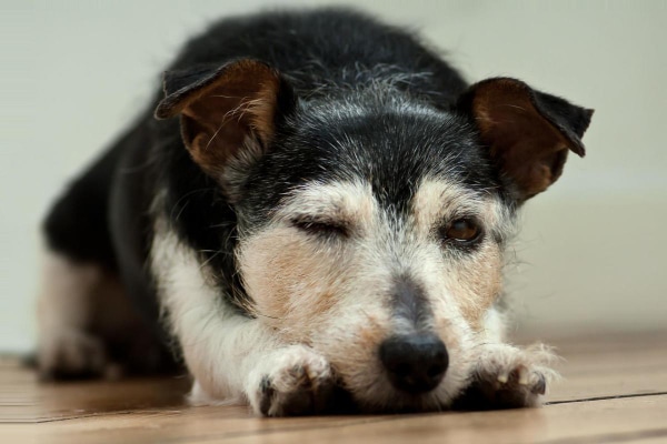 Terrier lying down with blepharospasm (winking) of one eye, photo