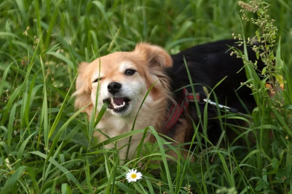 Dog eating grass due to nausea, perhaps from stomach ulcers