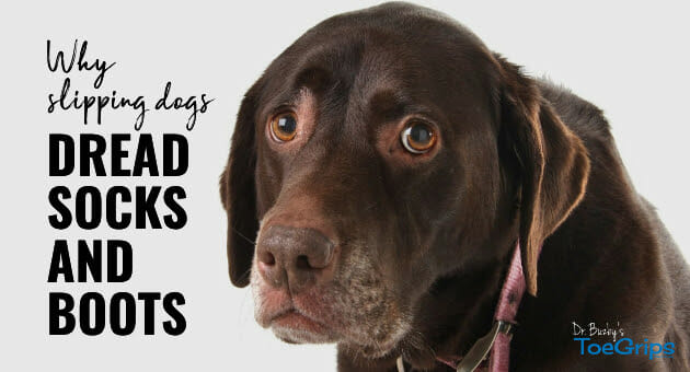 Dog Boots: 7 Truths Dogs Wish You Knew - Dr. Buzby's ToeGrips for Dogs