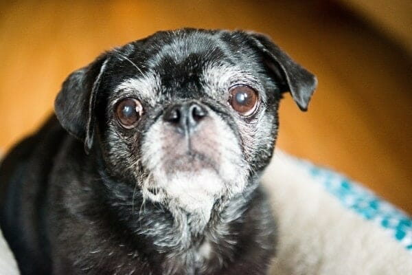 Senior black Pug sitting in dog bed.