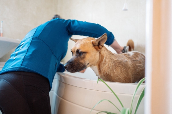 Dog in bath tub and getting back end rinsed off to help prevent urine scald