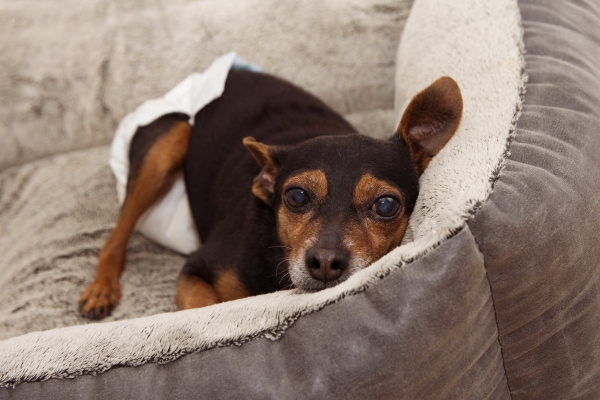 Dog in a dog bed wearing a diaper that needs changed often so it doesn't increase the risk of urine scald in the dog