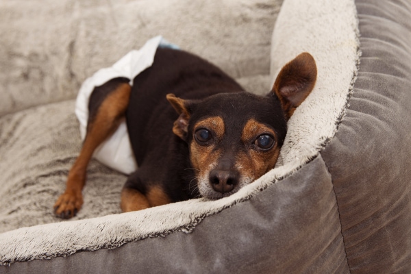 Diaper cream shop for dogs