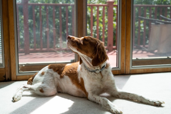 Dog laying by the back door